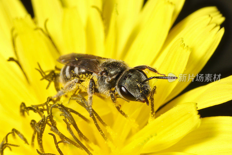 山楂属(Hieracium sp.)的汗蜂(Halictus tripartitus)